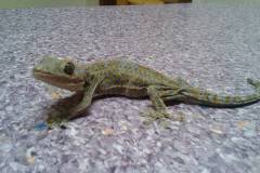 gady_i_inne_1_20140827_1609778230