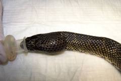gady_i_inne_21_20140827_1132080800