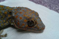 gady_i_inne_2_20140827_2052142100