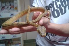 gady_i_inne_3_20140827_1780628362
