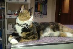 kotki_24_20140826_1846840964