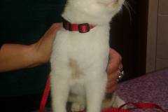 kotki_26_20140826_1470472540