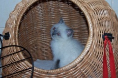 kotki_2_20140826_1750043034