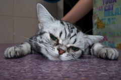 kotki_33_20140826_1882312103