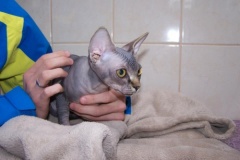 kotki_35_20140826_1480541746