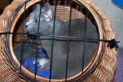 kotki_37_20140826_1394928950