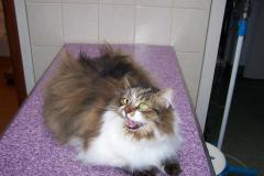 kotki_42_20140826_1304255680
