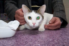 kotki_6_20140826_1589074441
