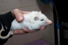zajczaki_39_20140827_1199720836