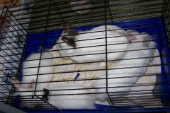 zajczaki_3_20140827_1596310727