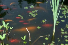 nasze_20141118_1764870592