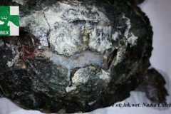 zolw_2
