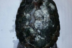 zolw_3