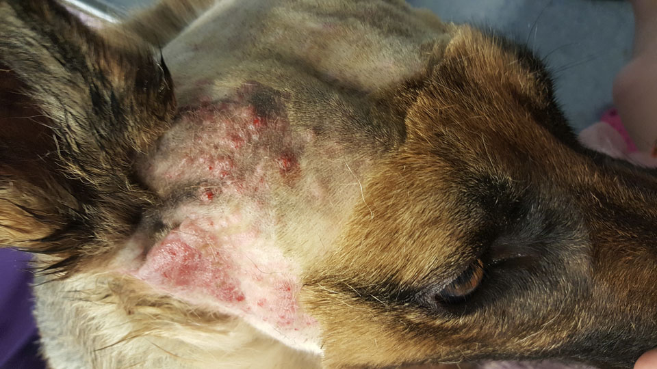 Dermatologia zwierząt. Pies zwierzę ze złuszczoną skórą. Przychodnia weterynaryjna REX w Lublinie.