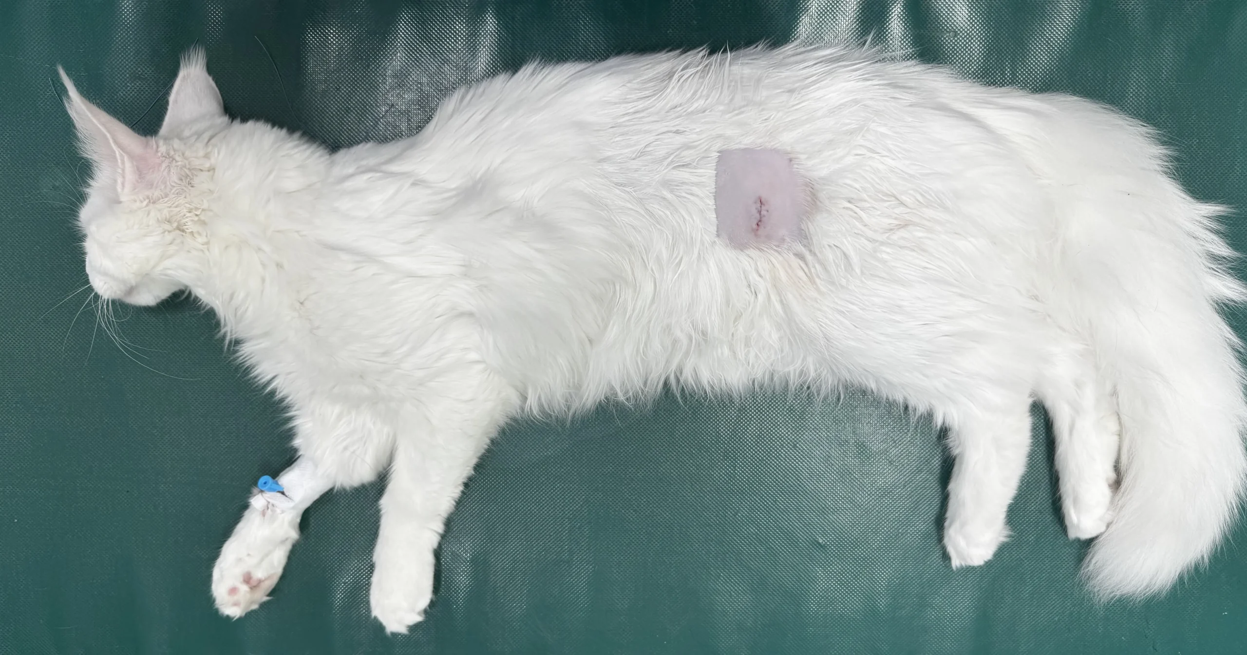 kastracja kotki cięcie-boczne przychodnia rex lublin